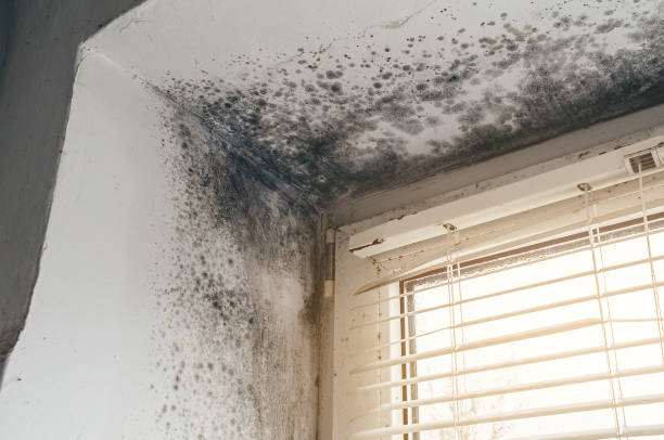 Affordable Black Mold Remediation solutions in West Point, GA